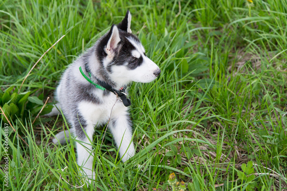 Cute beautiful Husky puppy dog outdoors in grass 