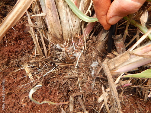 Sugarcane with disease. Scientific name: Mahanarva fimbriolata.