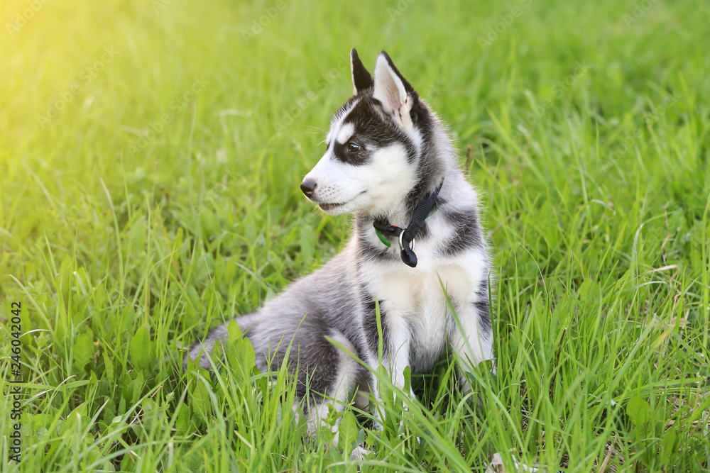 Cute puppy dog sits in grass in profile in sunlight. Spring, summer
