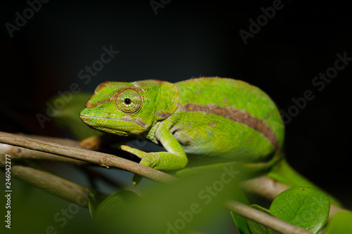 chameleon (Calumma ambreense), Nocturnal photo. Amber Mountain National Park, Madagascar wildlife