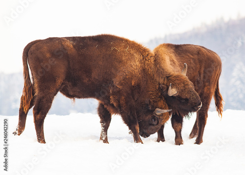 european bison (Bison bonasus) fighting in winter