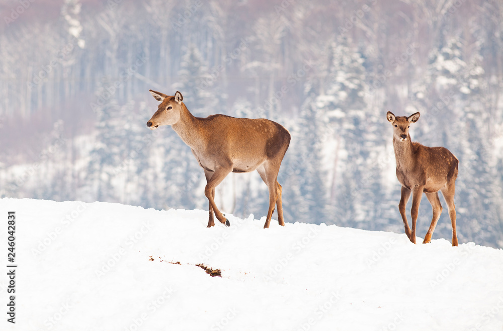 roe deer in winter snow roe deer in winter snow