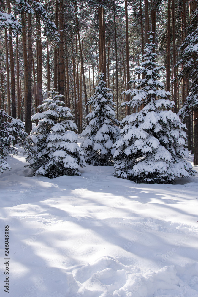 Winter day into the woods Winter day into the woods