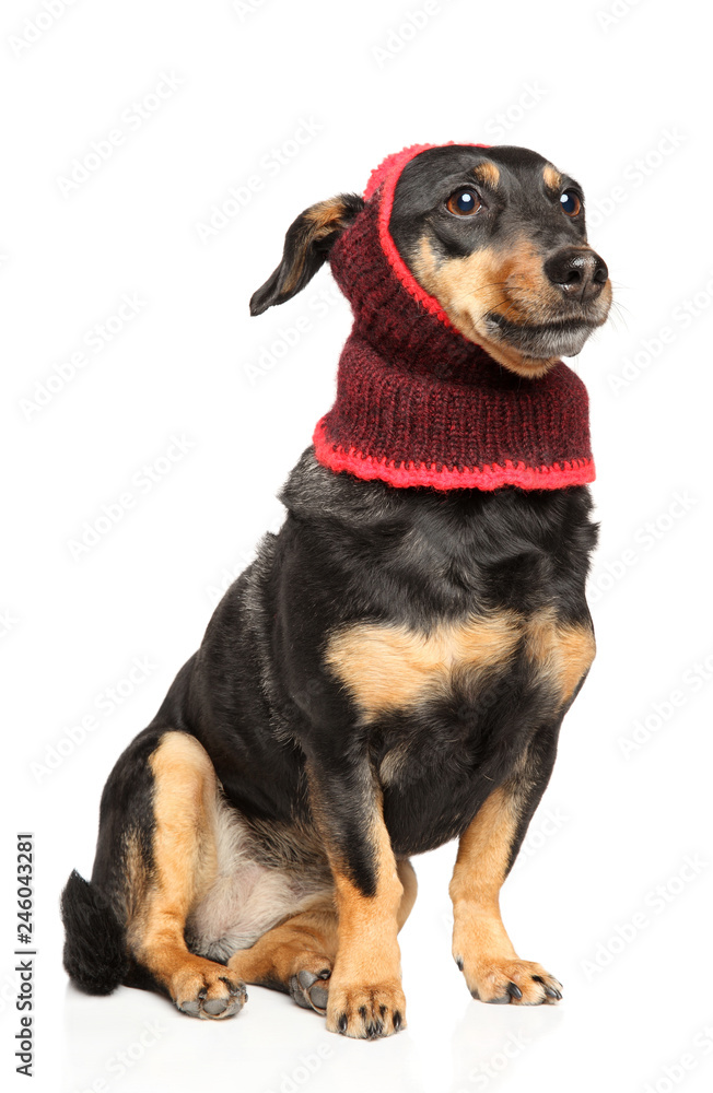 Latvian hound breed dog in winter clothes