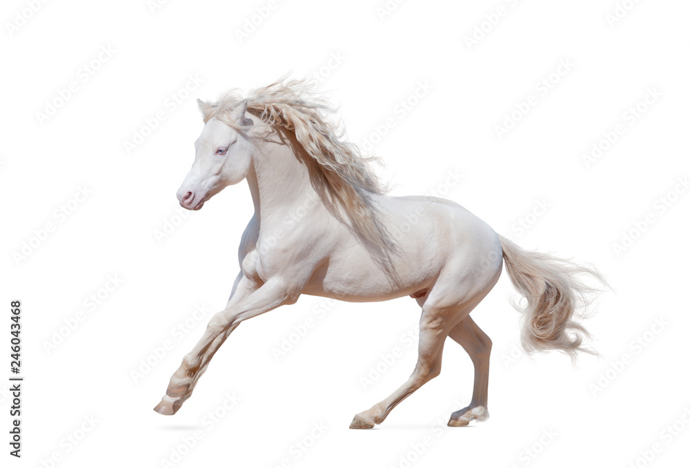 Fotografie, Obraz Beautiful welsh pony isolated