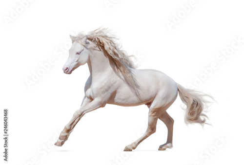 Fototapeta Naklejka Na Ścianę i Meble -  Beautiful welsh pony isolated