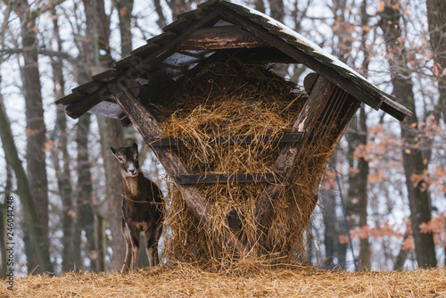 Obraz na płótnie Mouflon eating from the animal feeder in winter forest