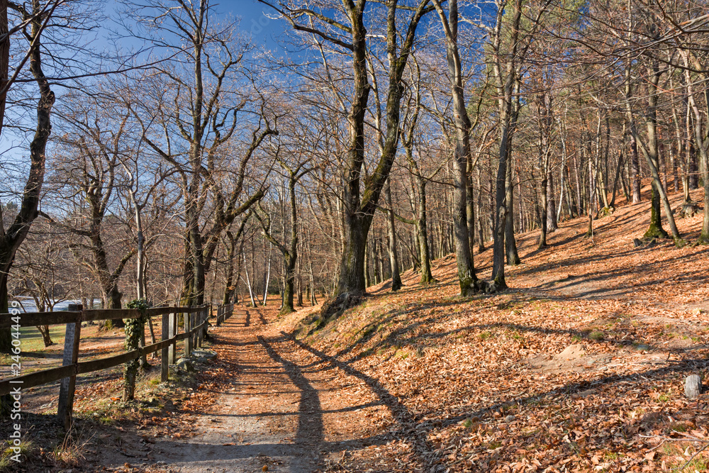 Panoramic view of a forest path on an autumn afternoon. Panoramic view of a forest path on an autumn afternoon.