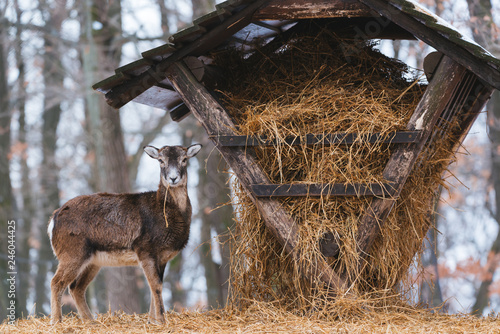 Canvastavla Mouflon eating from the animal feeder in winter forest