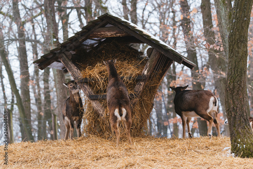 Принти на полотні Mouflon eating from the animal feeder in winter forest