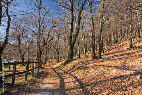 Fototapeta Naklejka Na Ścianę i Meble -  Panoramic view of a forest path on an autumn afternoon.