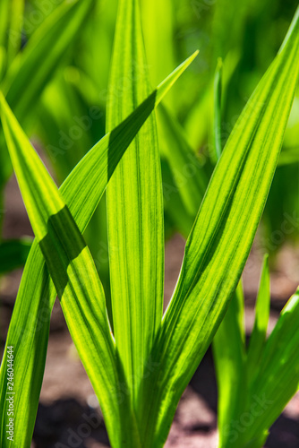 Fresh spring green grass close up. Green leaves in the rays of light. First shoots. Background or texture of natural young grass.