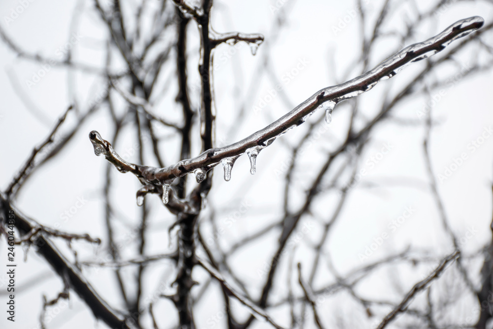 Branches of a tree covered with a thick layer of ice Branches of a tree covered with a thick layer of ice