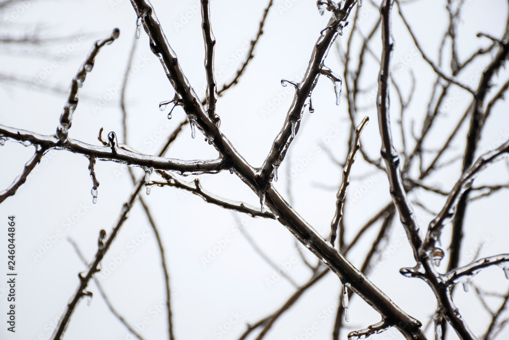 Branches of a tree covered with a thick layer of ice Branches of a tree covered with a thick layer of ice