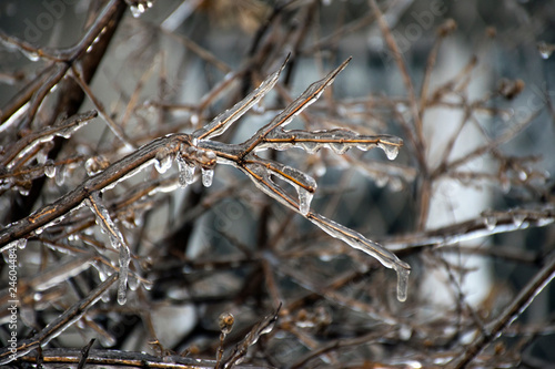 Branches of a tree covered with a thick layer of ice © roxana_stefania