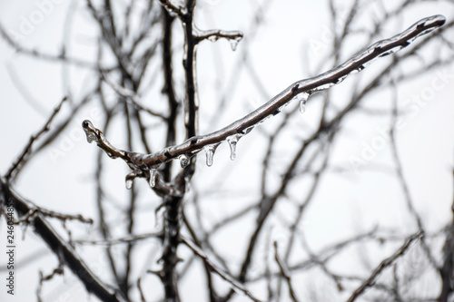 Branches of a tree covered with a thick layer of ice