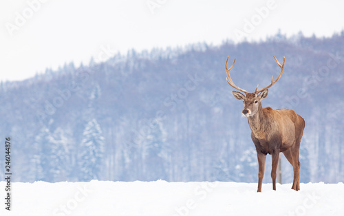 noble deer male in winter snow