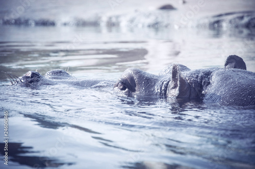 Hippo peeping out of water. watch behemoth. close-up © ARTPROXIMO
