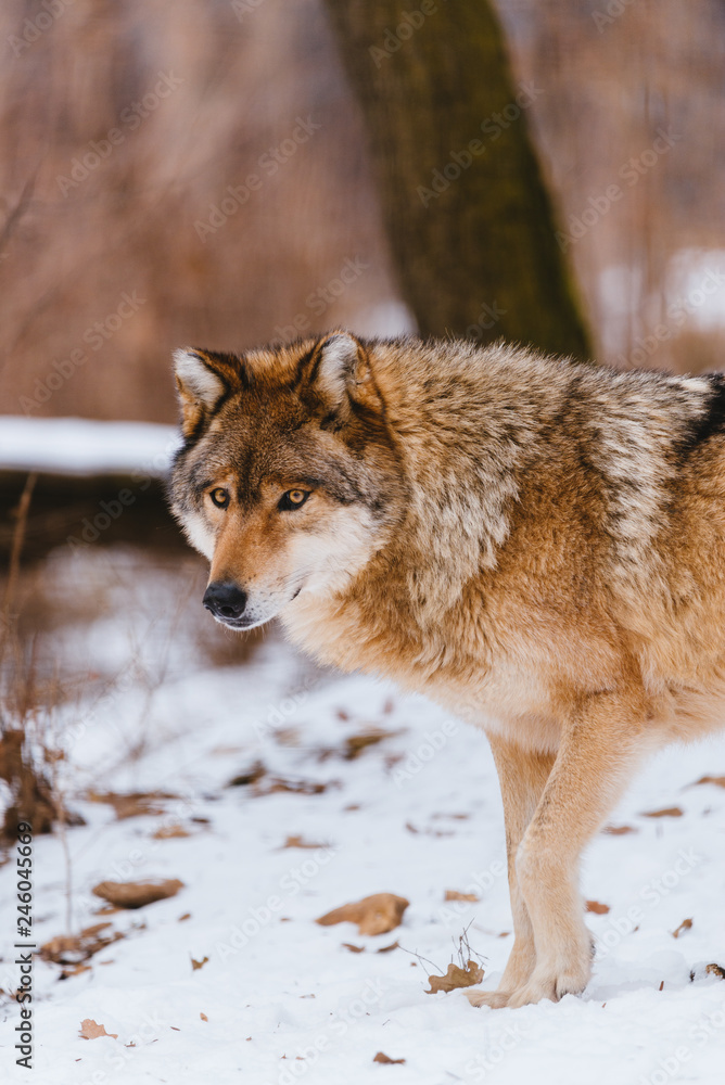 Wolf in the winter forest Wolf in the winter forest