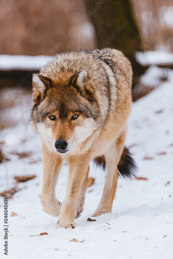 Obraz premium Wolf in the winter forest