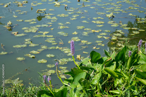 Lily Pad in the Pond