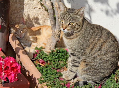 gatti e bouganvillea photo