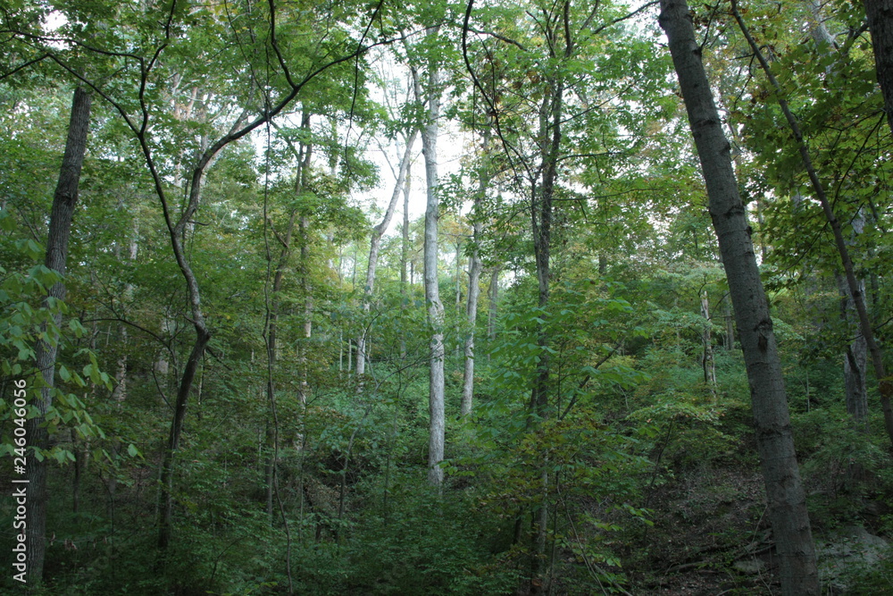 Obraz premium White trees