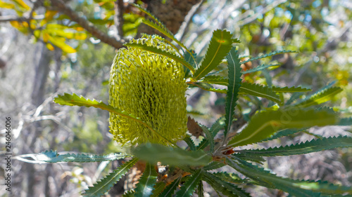 close up of a banksia blossom, a native australian flower photo