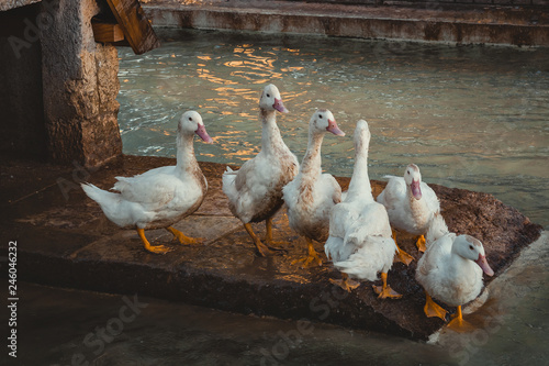 Geese in the lake of the viewpoint of Montes Claros, Monsanto, Lisbon, Portugal