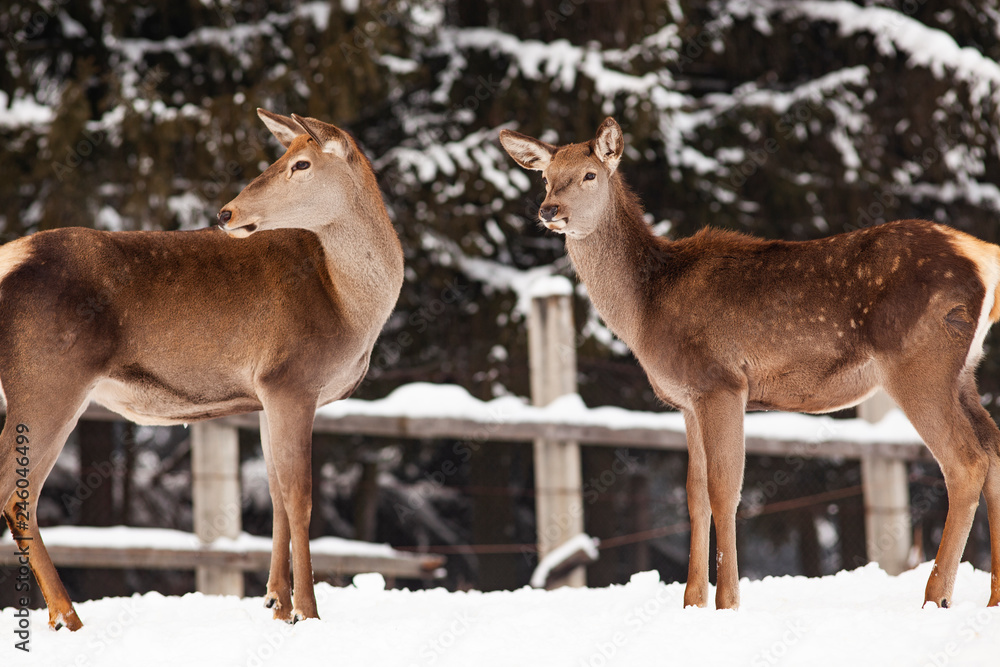 roe deer in winter snow roe deer in winter snow