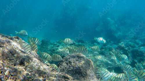 close up of a school of convict tangs feeding on the reef at hanauma bay