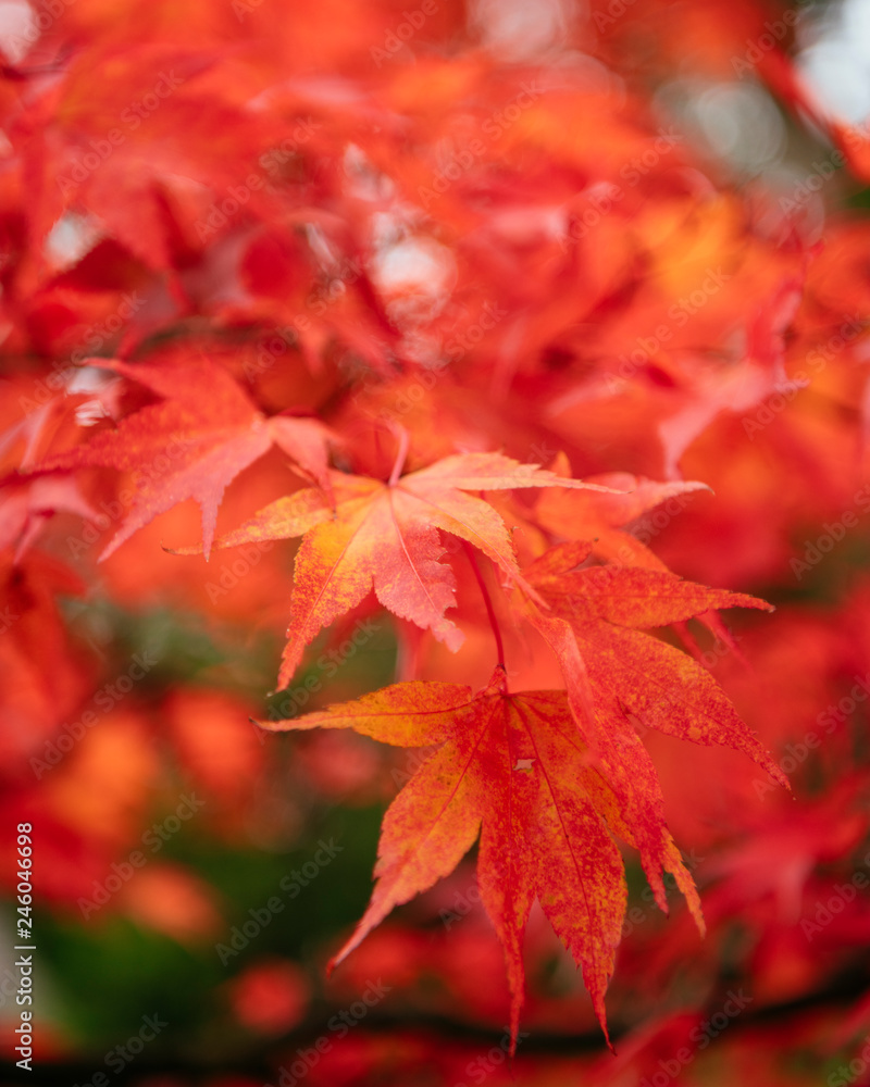 Maple leaves during autumn, Rydal Mount, Rydal, Lake District, Cumbria Maple leaves during autumn, Rydal Mount, Rydal, Lake District, Cumbria