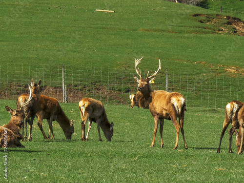 a stag and does on a deer farm at mossburn photo