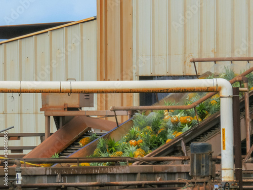 Obraz na plátně pineapples on conveyor belt at the dole plantation factory