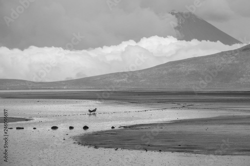 Il vulcano Misti sulla laguna di Salinas, Arequipa, Perù