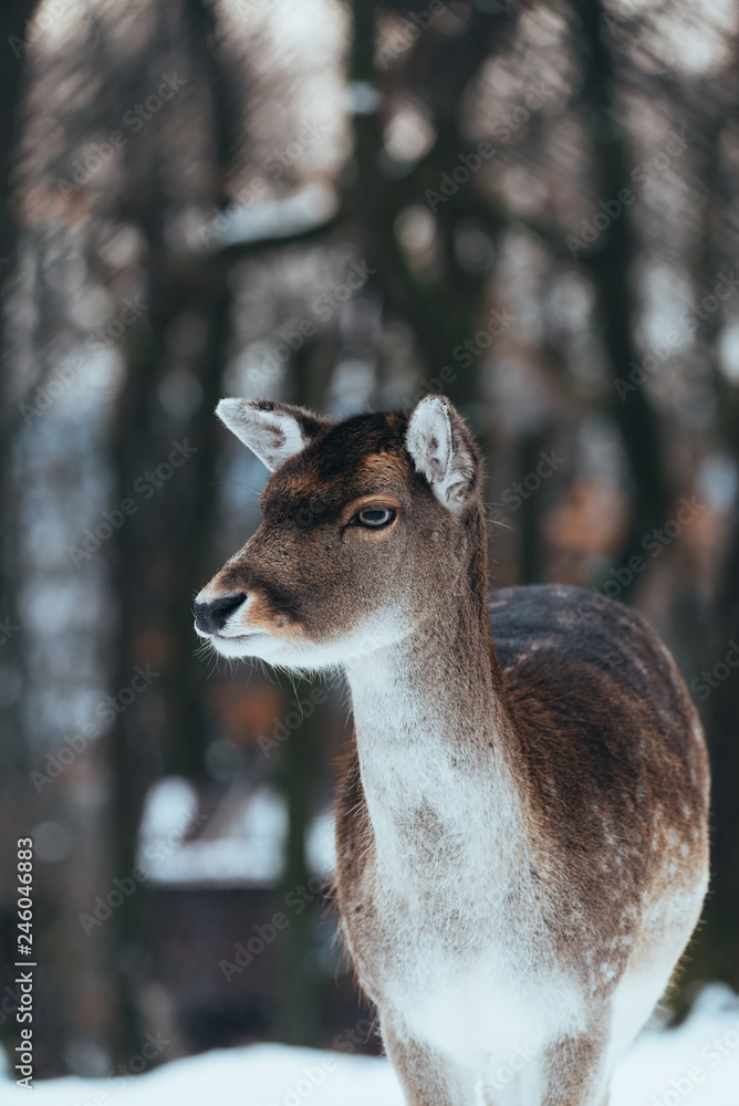 Female fallow deer in winter forest Female fallow deer in winter forest