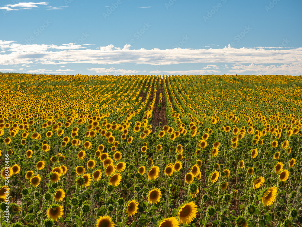 Obraz premium Field of sunflowers in a field Castila y Leon