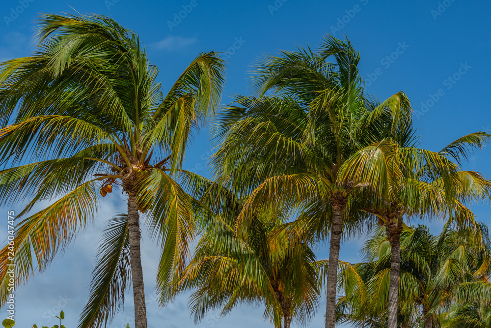 Fototapeta premium Palm tree with coconuts 