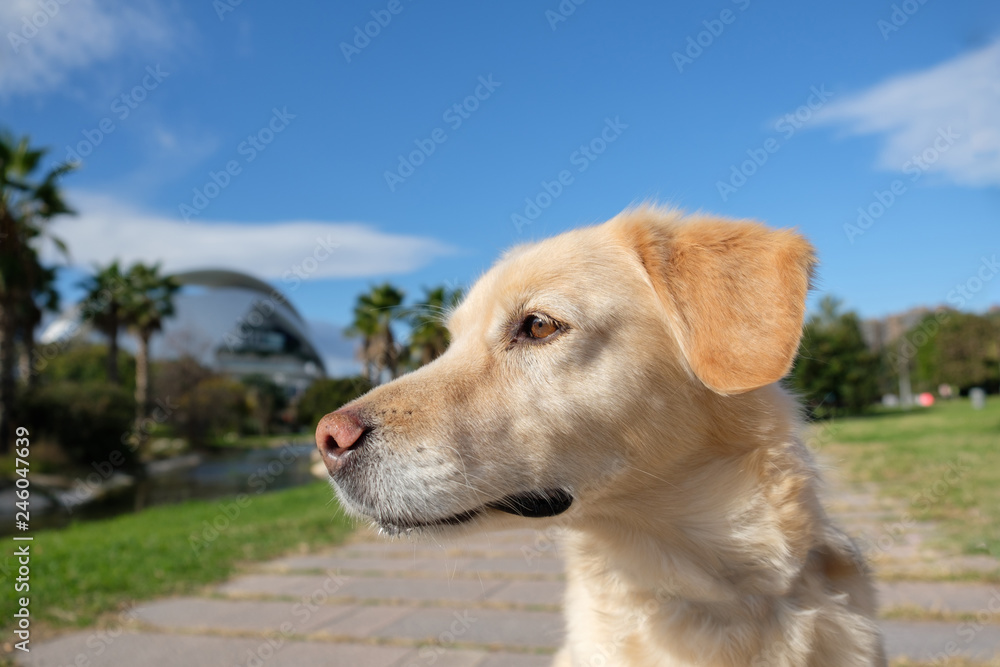 labrador retriever portrait on green grass lawn blurred background