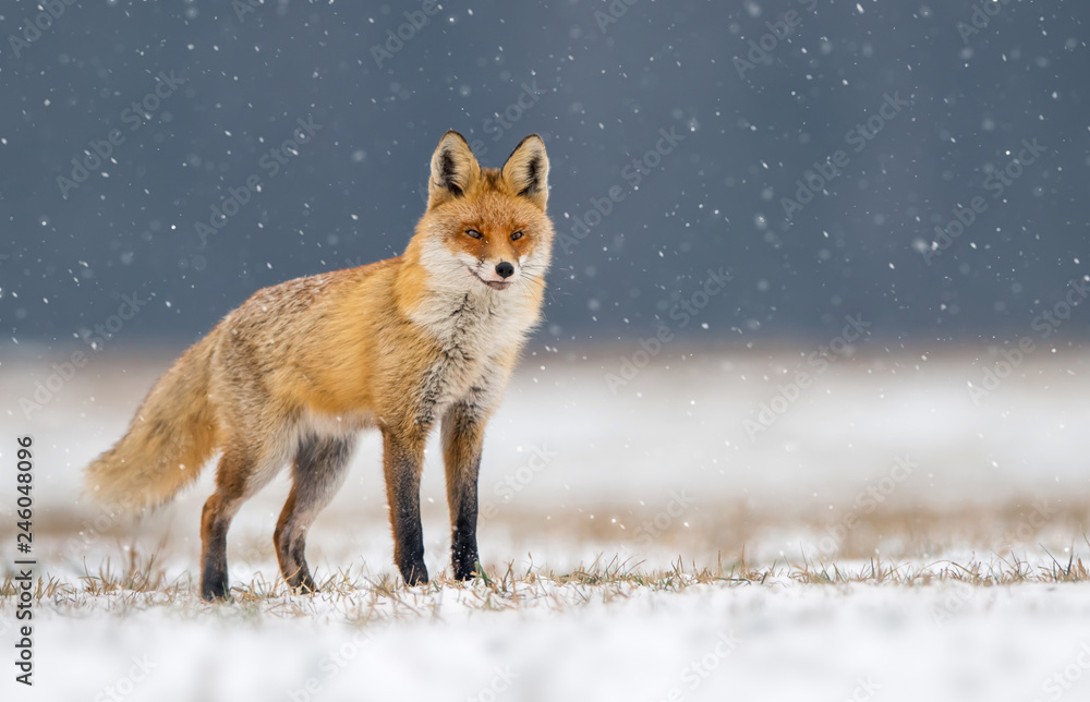 Fototapeta premium Fox (Vulpes vulpes)