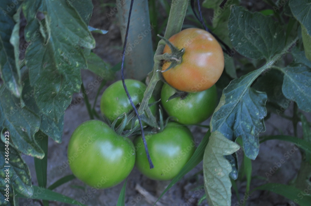 The beautiful Tomato in farmland