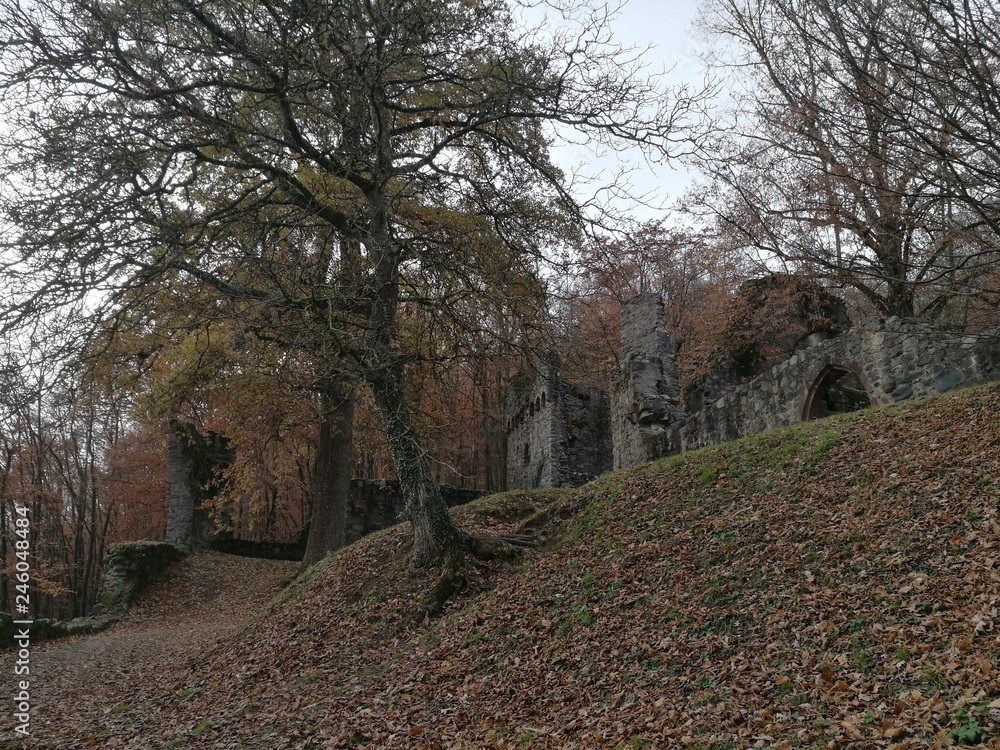 Baum wie ein Wächter über die Burg Rodenstein im Odenwald