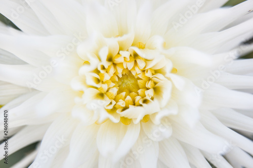 Closeup of white dahlia flower