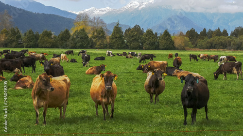 herd of dairy cows on a farm in new zealand