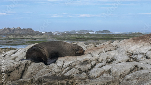 close up of a sleeping new zealand fur seal at kaikoura