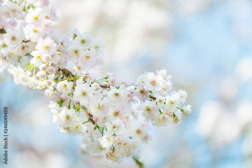 Beautiful nature scene with blooming cherry tree in spring