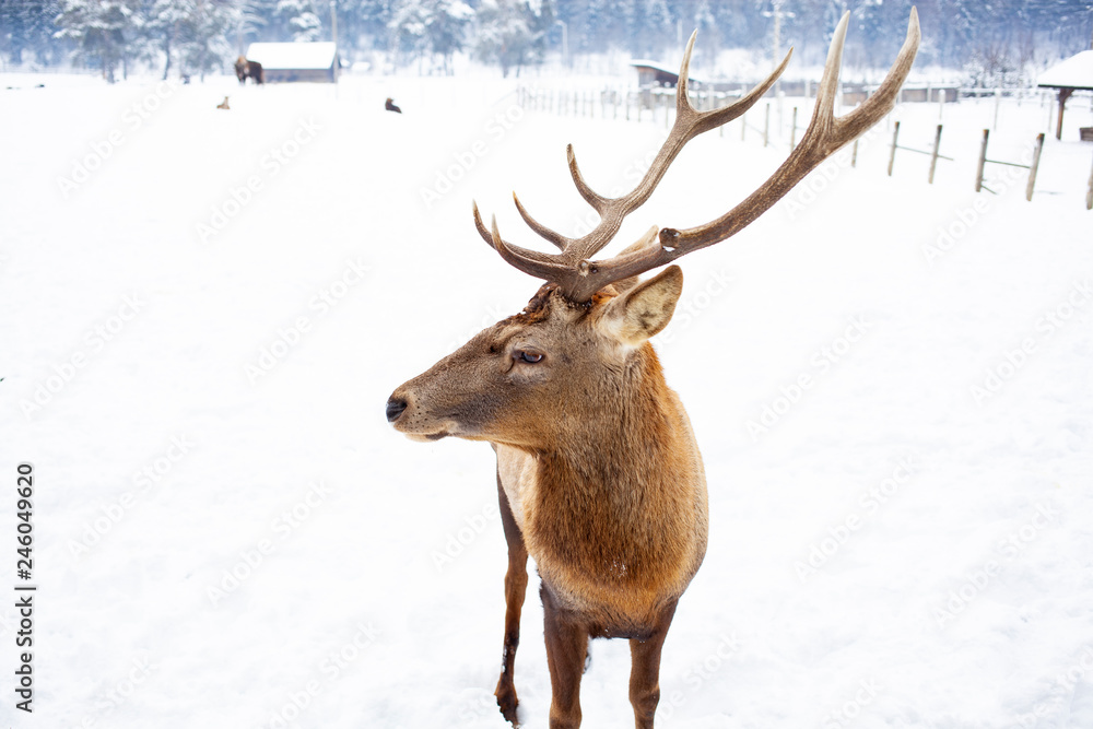 Obraz szlachetny samiec jelenia w zimowym śniegu
