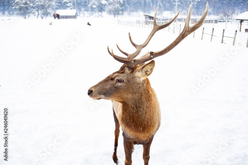 noble deer male in winter snow © Melinda Nagy
