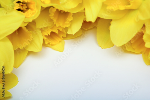 Fototapeta Naklejka Na Ścianę i Meble -  Spring floral background with yellow daffodil flowers