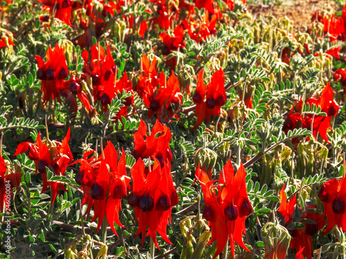 clump of bright red sturt's desert pea flowers photo